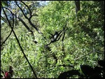Spider Monkeys