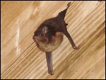 Bat