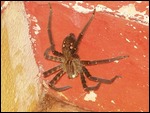 Scary tarantula