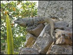 Iguana