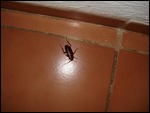 The Cockroach