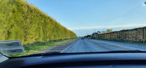Hedges that line the main roads
