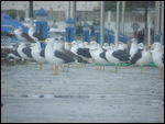 Sinister Seagulls of Caleta De Velez