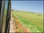 Railway with Flowers