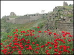 Bergama Poppies
