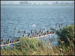 Port Lagos Shags and Cormornts