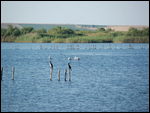 Porto Lagos Flamingoes