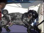 Super Cool Spaniel