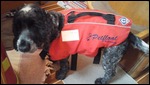 Marley dons lifejacket