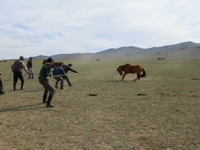 Breaking horses the Mongolian way