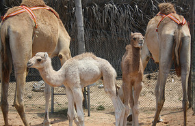 A family of camels