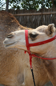 Abdul the camel in the Heritage village, Dubai