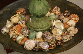 Some of the shells used in Cameo manufacturing