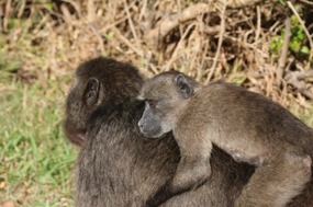 Baboons walking freely around Cape Point