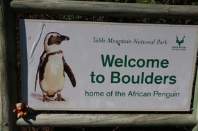 Pooh meets the penguins