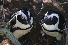 'The twins'!