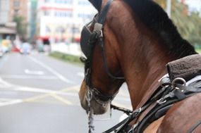 Transport in the Canaries