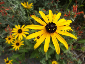 Botanical gardens