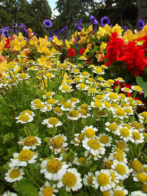 christchurch - flower bed near museum