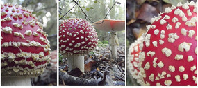 Mushroom on Keppel day walk