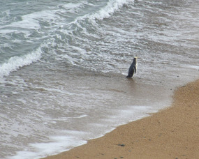 Bushy Beach - Penguins!