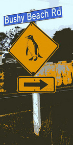 Bushy Beach - Penguins!