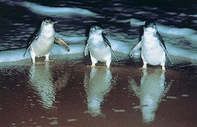 Phillip Island Penguins - note, pic from internet