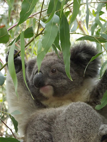 Phillip Island tour - Koala park