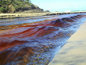 Amazing stream going into sea at sunshine beach