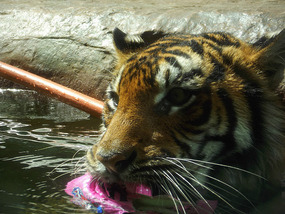 Australia Zoo - beautiful 3 year old tigers