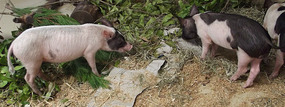 Australia Zoo