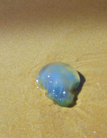jelly fish on sunshine beach