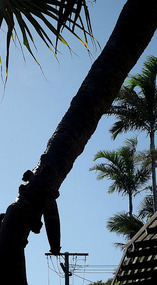 Naughty tree, lol
