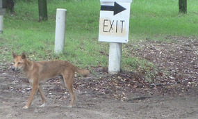 Dingo on Fraser