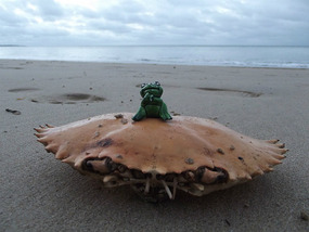Wis frog on crab shell i found on beach