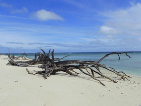 on lady musgrave island
