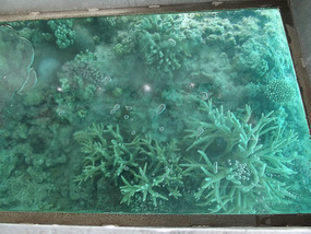 coral reef - from small boat on way to the island