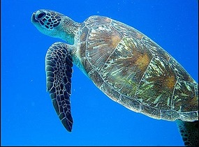 green turtle - pic from internet