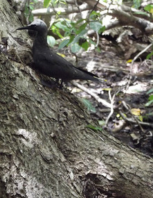 young bird on lady musgrave island
