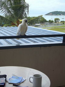 australian white cockatiel