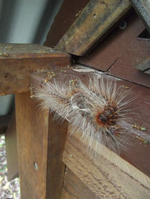 Fluffy bug outside room20
