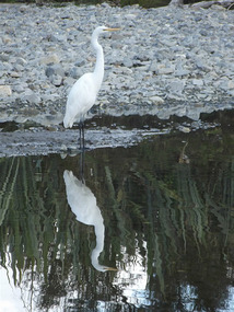 White heron - MacDonld Creek
