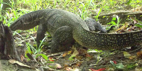5 ft Monitor lizard.. gave me a shock to see!