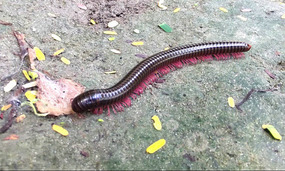 cool millipede