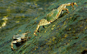 crabs on rocks near restuarant