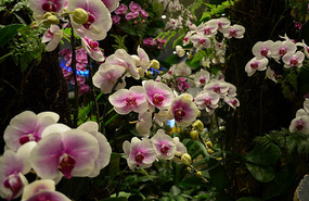 Mas flores