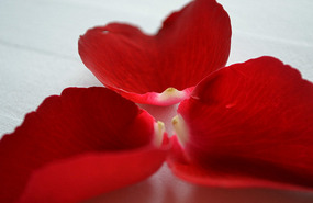 Petalos de rosas
