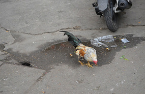 Un gallo en la calle