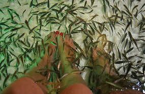 Peces y mas peces trabajando