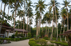 El "palmar" de Farang 